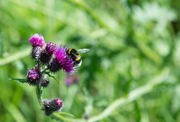 bumblebee on thistle
