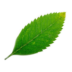 Fototapeta na wymiar fresh green leaf of ashberry isolated on white background