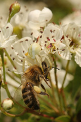 The goldenrod crab spider, also called the flower (crab) spider, with a prey - killed honey bee. A common spider species which hide in blossoms - a nice example of cryptic color.
