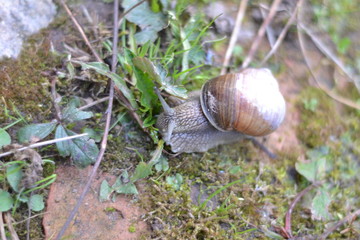 snail, nature, shell, animal, slow, macro, green, grass, spiral, garden, clam, slug, closeup, brown, fauna, wildlife, forest, house, slimy, spiral, pomatia, snail, close-up