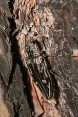 Flatheaded pine borer, a common European Jewel beetle, dwelling in pine trees. A large and metallic beetle occurring in European lowland forests.