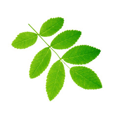 Fototapeta na wymiar fresh green leaves of ashberry isolated on white background
