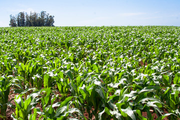 Green corn fiel in Parana state, Brazil