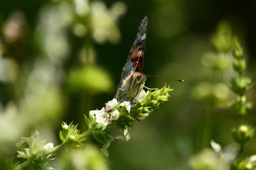 Beautiful summer pictures of plants.