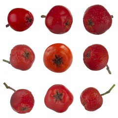 set of  red rowanberry (ashberry) isolated on white background