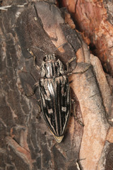 Flatheaded pine borer, a common European Jewel beetle, dwelling in pine trees. A large and metallic...