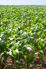 Green corn fiel in Parana state, Brazil