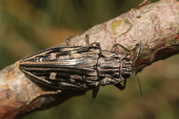 Flatheaded pine borer, a common European Jewel beetle, dwelling in pine trees. A large and metallic beetle occurring in European lowland forests.