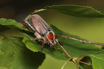 The cockchafer, colloquially called May bug or doodlebug, a European beetle from the Scarab family. Once abundant throughout Europe and a major pest in the periodical years of 