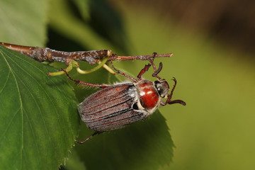 The cockchafer, colloquially called May bug or doodlebug, a European beetle from the Scarab family. Once abundant throughout Europe and a major pest in the periodical years of 