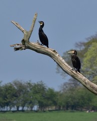 Cormorant birds in tree Rutland UK