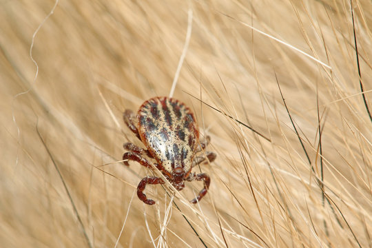 Ornate cow tick, also known as the ornate dog tick, meadow tick or marsh tick hiding in a dog fur. Pictureof the common parasite occurring in Europe.