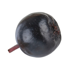 single black chokeberry isolated on white background