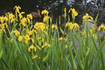 overgrown irises over the pond