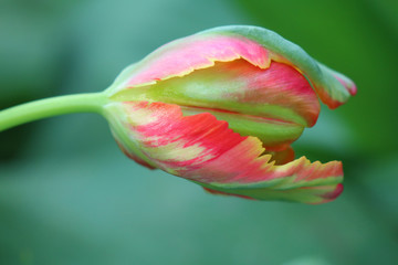 tulip on green background