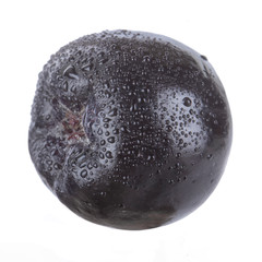 single black chokeberry with water drops isolated on white background