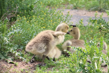 Gosling Moving In The Grass, William Hawrelak Park, Edmonton, Alberta