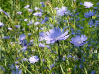 blue flowers in field