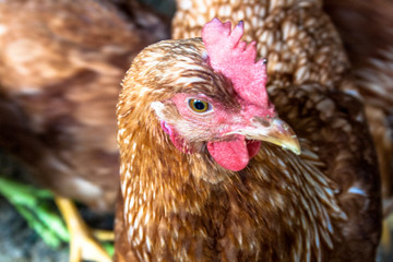 Chicken on poultry farm in Brazil.