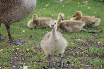 Goslings Resting, William Hawrelak Park, Edmonton, Alberta