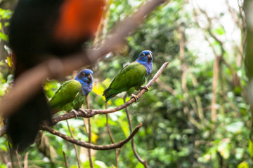 Blue-headed Parrot (Pionus menstruus) in Brazil