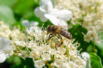 Bee pollinates white flower viburnum, selective focus.