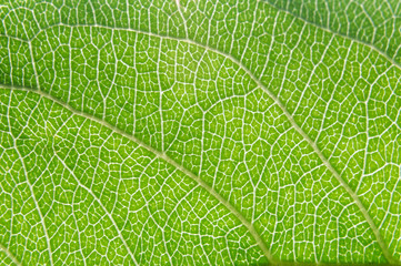 The surface texture of a green leaf.