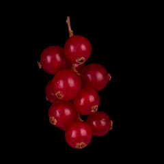 bunch of red currant isolated on black