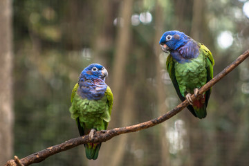 Blue-headed Parrot (Pionus menstruus) in Brazil
