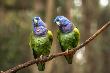 Blue-headed Parrot (Pionus menstruus) in Brazil