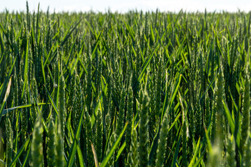 a green cereal field in the blazing sun