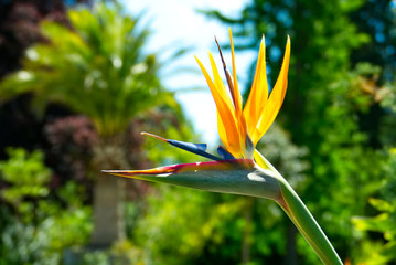 Obraz premium Closeup of a bright and beautiful crane flower (Strelitzia reginae)