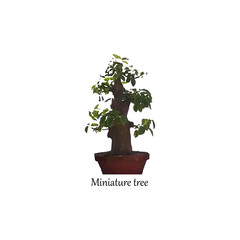 Miniature tree in a pot. Indoor bonsai