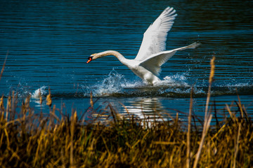 Swan Rutland Water UK England