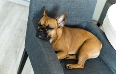 Sweet French bulldog sleep on armchair.