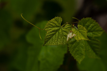 Young green leaves on an old French vine. Vineyards agriculture in spring. Vine in springtime.