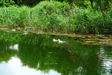 ducks swim in the lake in the city park