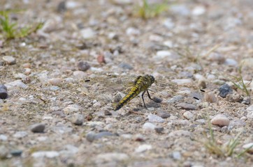 Orthétrum réticulé (Orthetrum cancellatum)