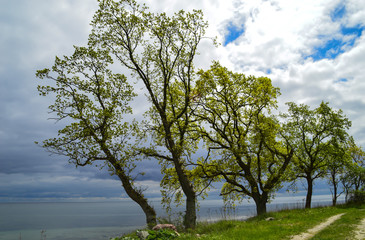 Fototapeta na wymiar A lonely tree on a baltic sea coast, Langeland, Denmark.