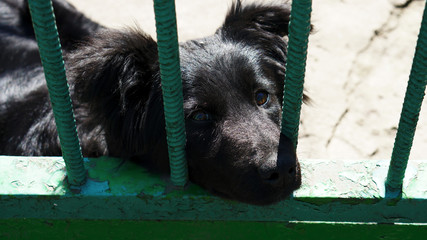 portrait of yard dog sad in captivity