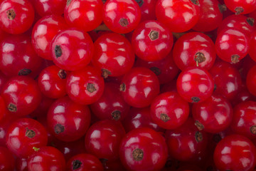 fresh red currants background