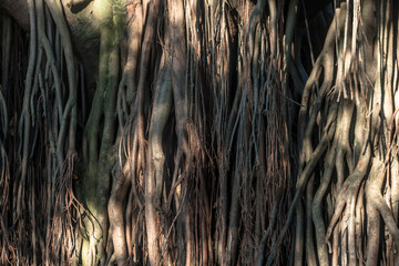 air roots of the Ficus elastica