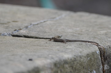 Lézard des murailles (Podarcis muralis)