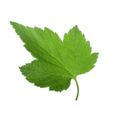 green leaf of currant isolated on white