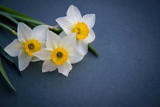 Daffodils on a dark background with a copy of space