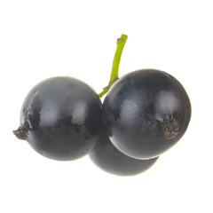 branch of black currants isolated on white background