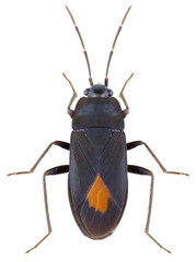 Aphanus rolandri is a genus of true bugs in the family Lygaeidae, the seed bugs. Milkweed bug...
