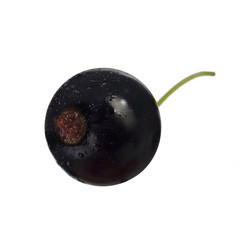single black currant isolated on white background