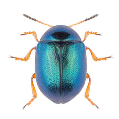 Leaf beetle Colaphus sophiae isolated on white background. Close-up of Colaphus beetle.