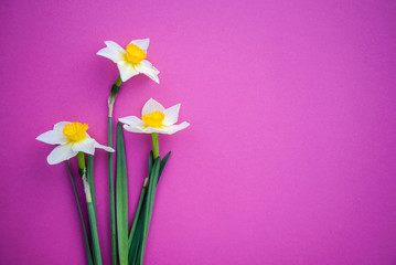 Daffodils on on a bright pink background
